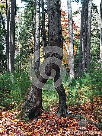 Walking tree roots Stock Photo