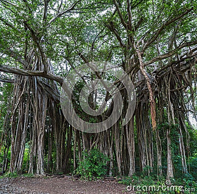 Walking tree Stock Photo