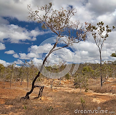 Walking tree soil erosion by overgrazing Stock Photo