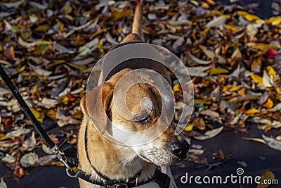 Walking a well trained dog in the fall through the park Stock Photo