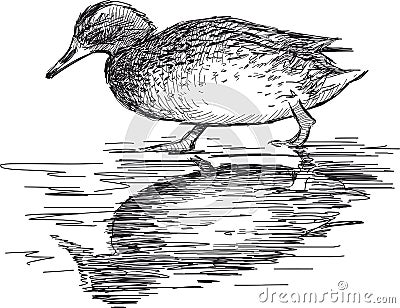 Walking wild duck Vector Illustration