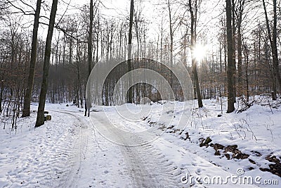 Walking in winterly forest Stock Photo