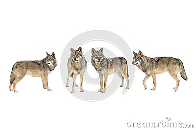 Walking wolfs in the snow isolated on white background Stock Photo