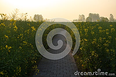 Walkway along canal in rapeseed field at morning Stock Photo