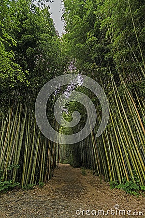 Walkway in a Bamboo Forest Stock Photo