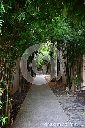 Walkway bamboo Stock Photo