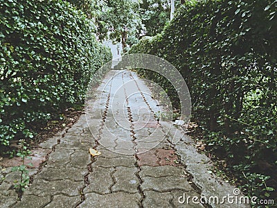 The walkway with green trees, brick walkways.vintage style Stock Photo