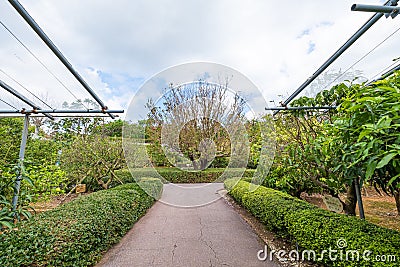Walkway inside a garden with a cloudy sky. there is a large tree with a few leaves Stock Photo