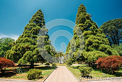 Walkway Lane Path With Green Trees In Garden. Beautiful Alley, Road Stock Photo