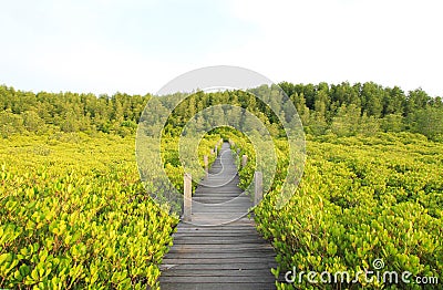Walkway through mangroves forest Stock Photo