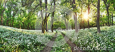 Walkway through a spring forest with blooming white flowers. Wild garlic Stock Photo