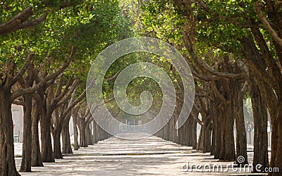 Walkway with trees in symmetry on both sides Stock Photo