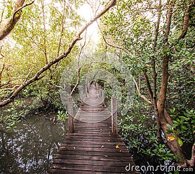 Walkway wood texture a natural The road is green. Stock Photo