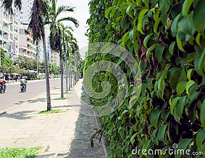 Wall along the road overgrown with ivy Nha Trang Vietnam Editorial Stock Photo