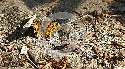 Wall Brown Butterfly (Lasiommata maera) Stock Photo