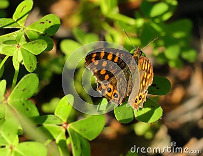 Wall brown butterfly, Lasiommata megera. Stock Photo