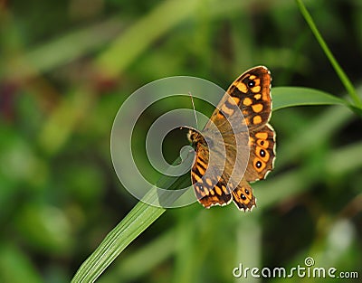 Wall brown butterfly, Lasiommata megera. Stock Photo