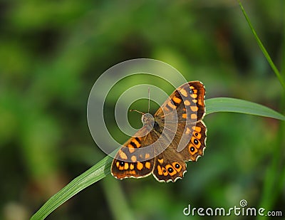 Wall brown butterfly, Lasiommata megera. Stock Photo