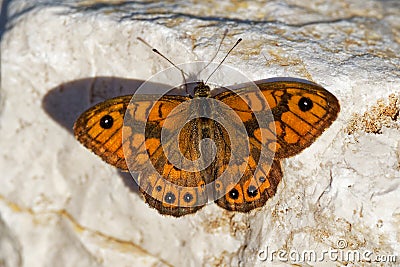 Wall Brown - Lasiommata megera is brown butterfly in the family Nymphalidae subfamily Satyrinae, widespread in the Palearctic Stock Photo