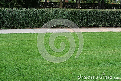 Wall of bushes along the lawn and paved path Stock Photo