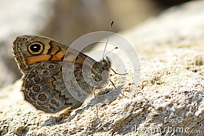 The Wall butterfly (Lasiommata megera) Stock Photo