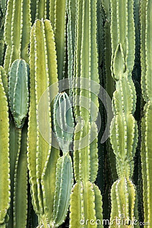 Wall of Cactus Stock Photo