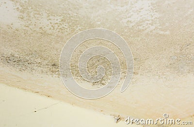 Wall cover with mould Stock Photo