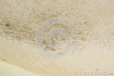 Wall cover with mould Stock Photo