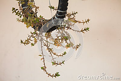 A wall creeper planted in a bicycle tyre Stock Photo