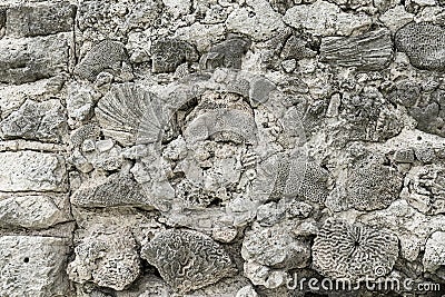 Wall of the fortress made of coral stones Stock Photo