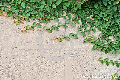 Wall with green creeper plant Stock Photo