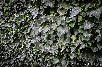 Wall of green ivy. Hedera helix. Original texture of natural greenery. Stock Photo