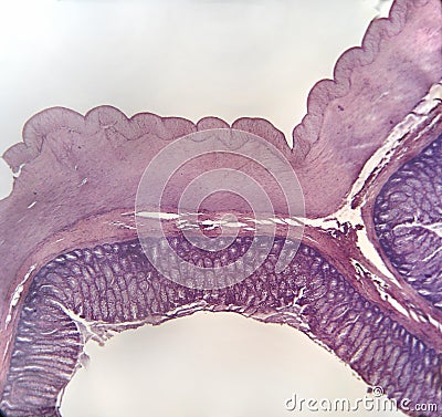 Wall large intestine mammal Stock Photo