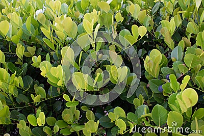 Wall of light green cocoplum leaves Stock Photo