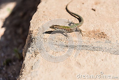 Wall lizard in Comino, Malta Stock Photo