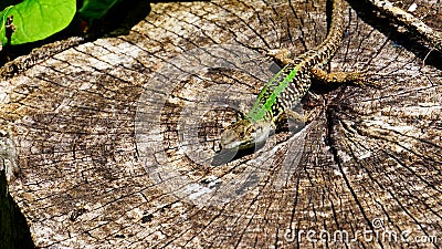 wall lizard Podarcis muralis standing in the sun on a sectioned tree trunk. about 15â€“20 cm long on average including tail Stock Photo