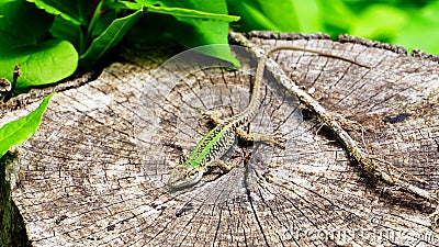Wall lizard Podarcis muralis standing in the sun on a sectioned tree trunk. about 15â€“20 cm long on average including tail Stock Photo