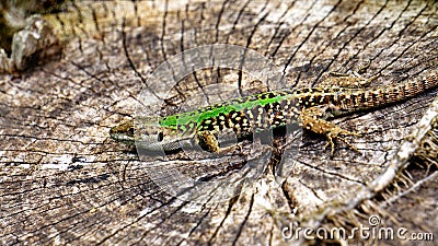 wall lizard Podarcis muralis standing in the sun on a sectioned tree trunk. about 15â€“20 cm long on average including tail Stock Photo