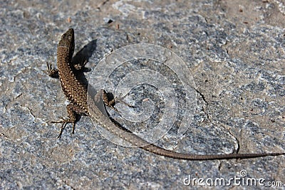 Curved young wall lizard Stock Photo