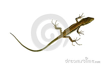 Wall Lizard With Very Long Tail - Isolated Royalty Free Stock Photo