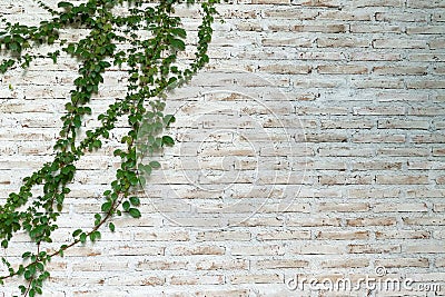 The wall is made of brick and then painted in white. There are creepers on the left wall. Stock Photo