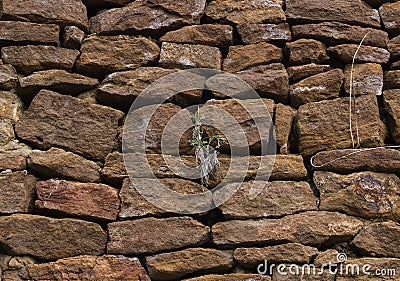 The wall is made of old, ancient stones, with plants growing from seams and cracks. close up. Stock Photo