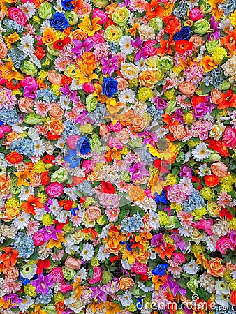 Wall of multicolored flowers with rose tulipan margaritas Stock Photo