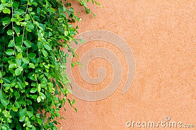 Wall and ornamental plants Stock Photo