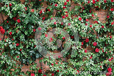 Wall of roses in the garden in spring Stock Photo