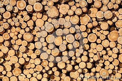 Wall of stacked wood logs Stock Photo