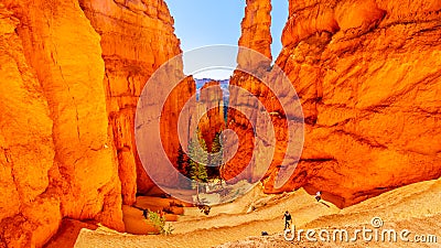 The Wall Street Hiking Trail through the Vermilion colored Pinnacles and Hoodoos in Bryce Canyon National Park Editorial Stock Photo