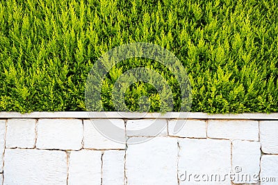 Wall of white marble bricks and spruce. Background Stock Photo