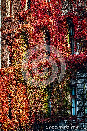 Wall of yellow and orange and red ivy wrapped around the house. Hedera helix. Original texture of natural greenery. Background of Stock Photo