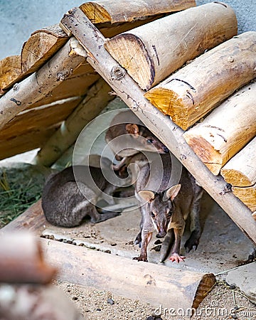 Wallabies from Kangaroo Island resting in a shaded area Stock Photo